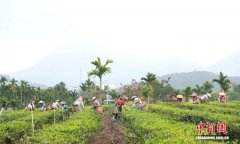（新春走基层）海南白沙：春茶吐新抢“鲜”机 茶农采摘忙增收