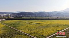 闽北埔上镇千亩菜稻轮作绘就和美乡村新景