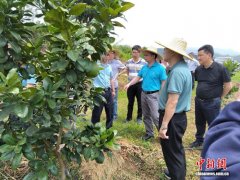 从一味良药到百亿元产业 化橘红“苦尽甘来”