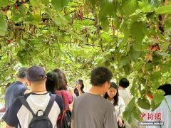 广东台山：踏春时节 桑果尝鲜正当时